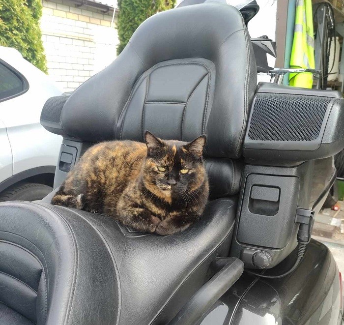 В Беларуси продают усы котиков… для удачи кошачьи усы