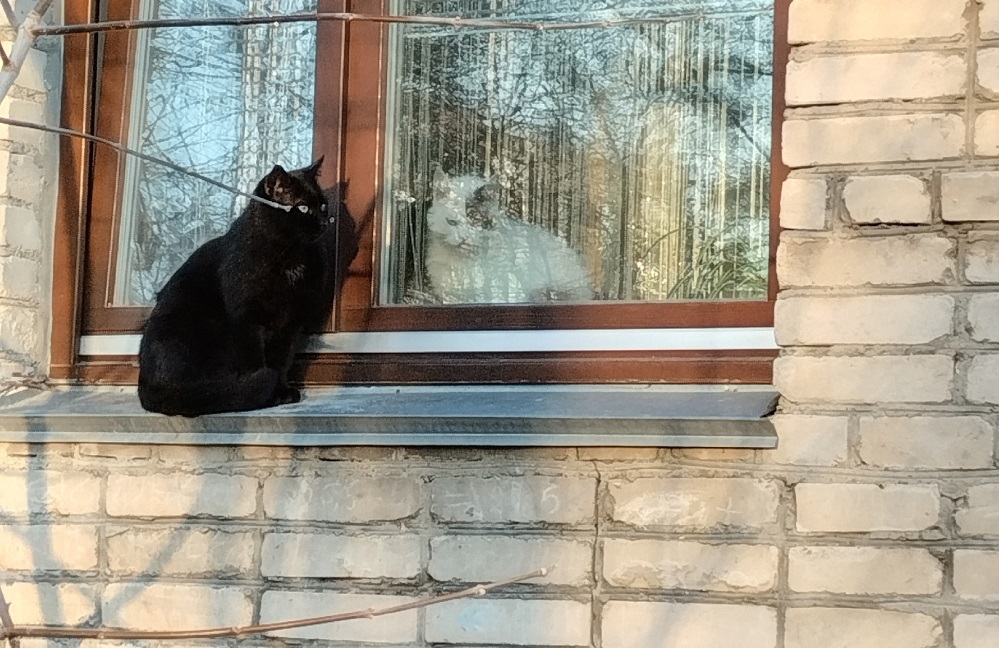 Мартовские коты