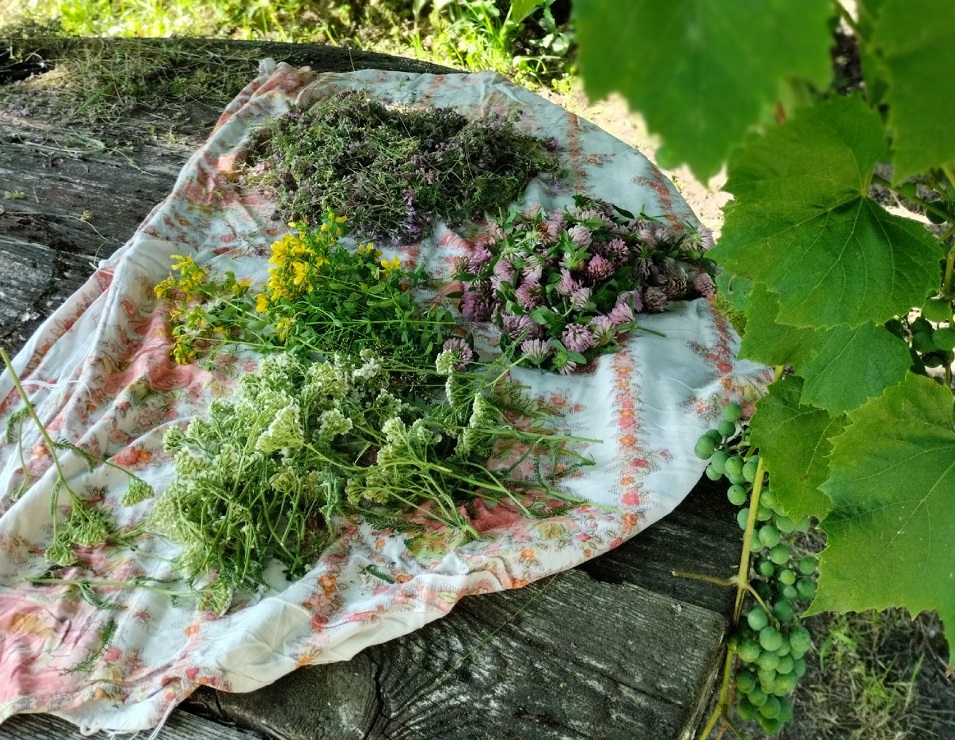 Заготовка растений