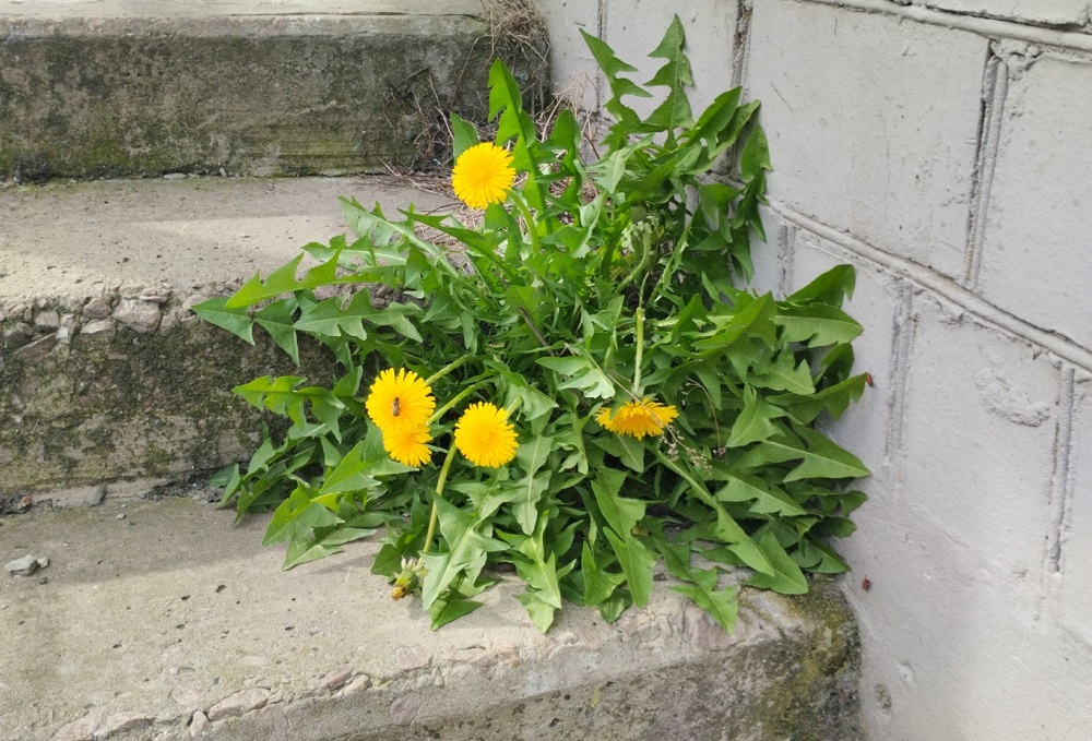 Летний рейдерский захват