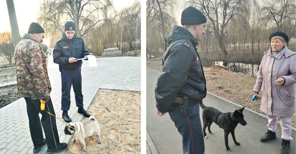 С поводком, намордником и налогом – иначе штраф