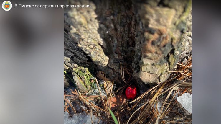 закладка под деревом