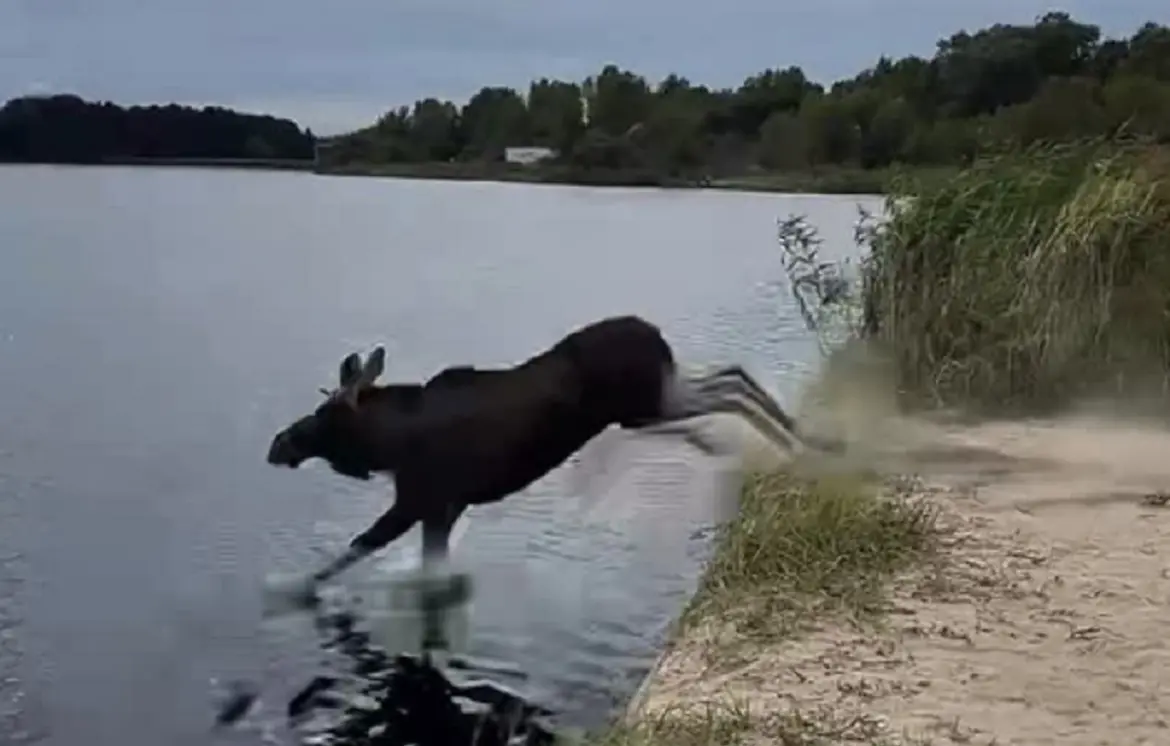 «Пролетело много разных мыслей»: рыбак рассказал, как к нему в эфир ворвался лось Лось ворвался на рыбалку