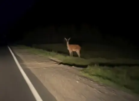 Встреча по дороге с рыбалки