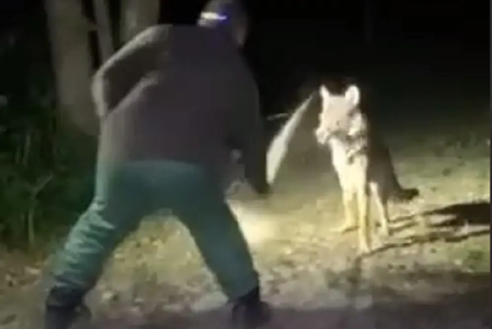 Страсти разгорелись вокруг убийства волка в Ивацевичском районе Убийство волка