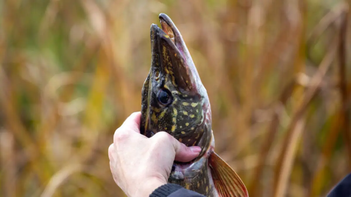 Рыбак держит пойманную щуку возле воды