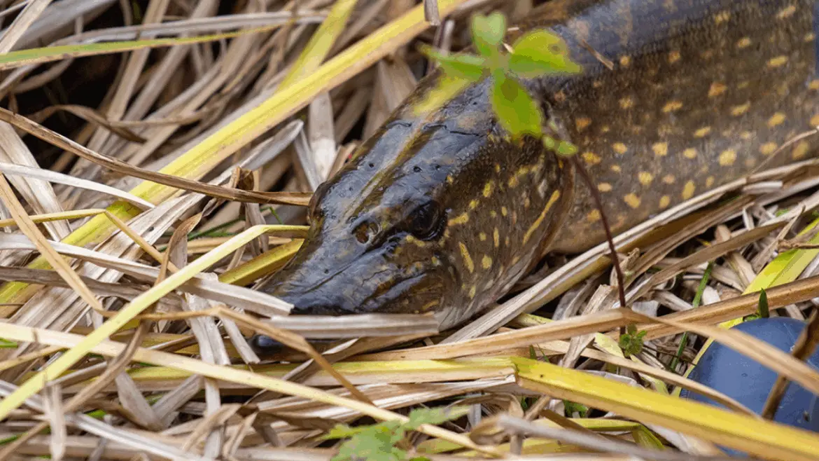 Когда не щучья погода приносит улов Щука лежит среди прибрежной травы после поимки