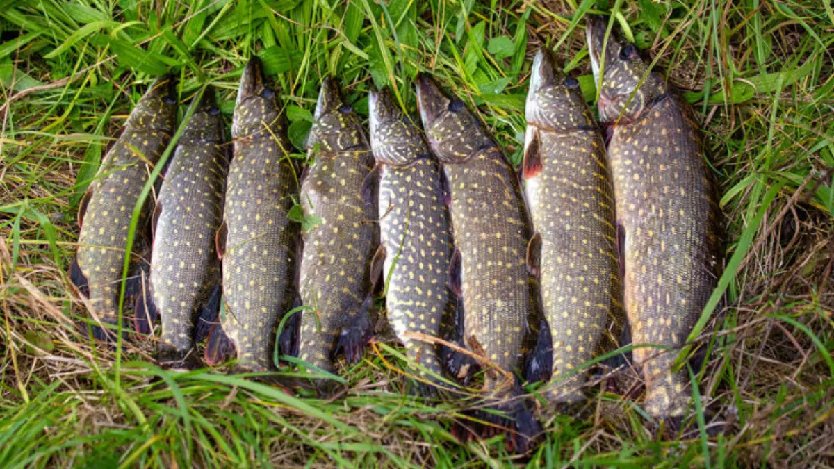 Несколько пойманных щук лежат на траве рядом друг с другом