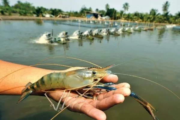 Как белорус превратил старую школу в ферму креветок креветка