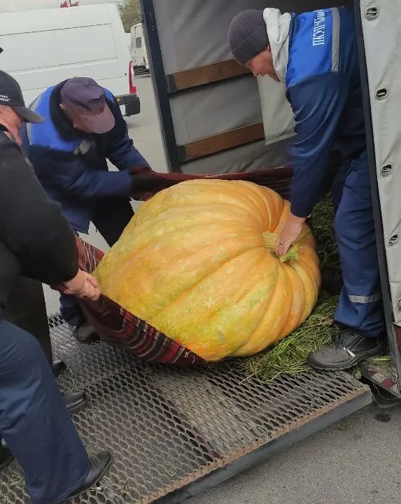 Гигантскую тыкву привозили на ярмарку
