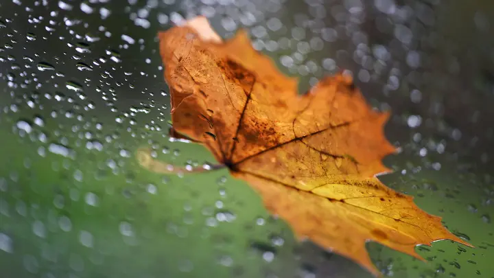 Погода в Бресте 20 ноября готовит неприятный сюрприз осень