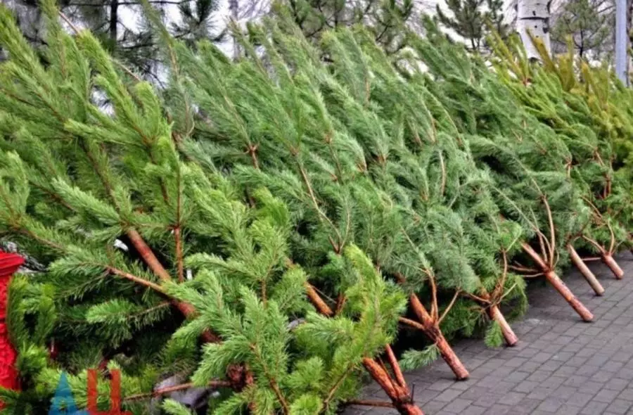 Как не переплатить за ёлку — советы перед походом на базар ёлочный базар